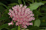 Purple milkweed